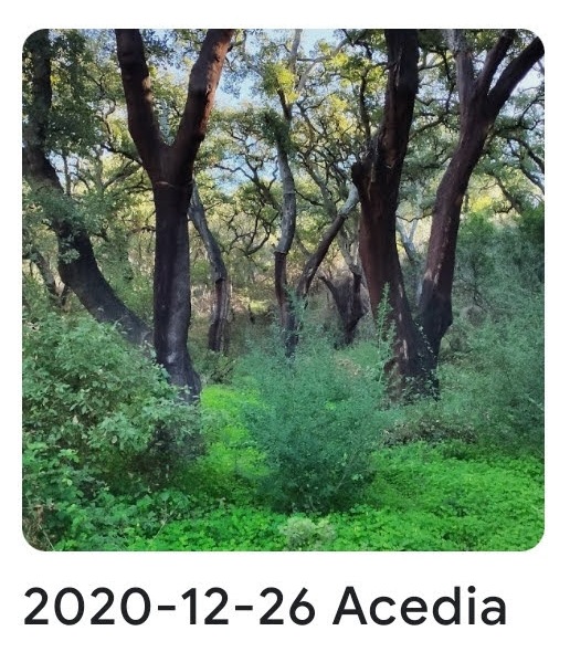 2020 12 26 acedia