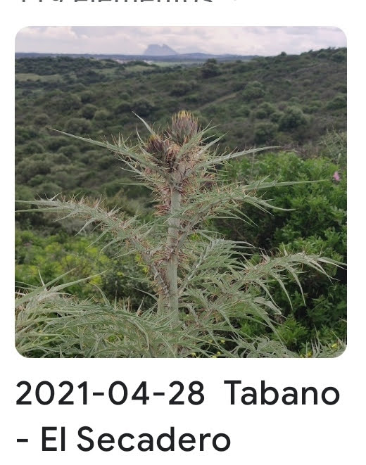 2021 04 28 tabano