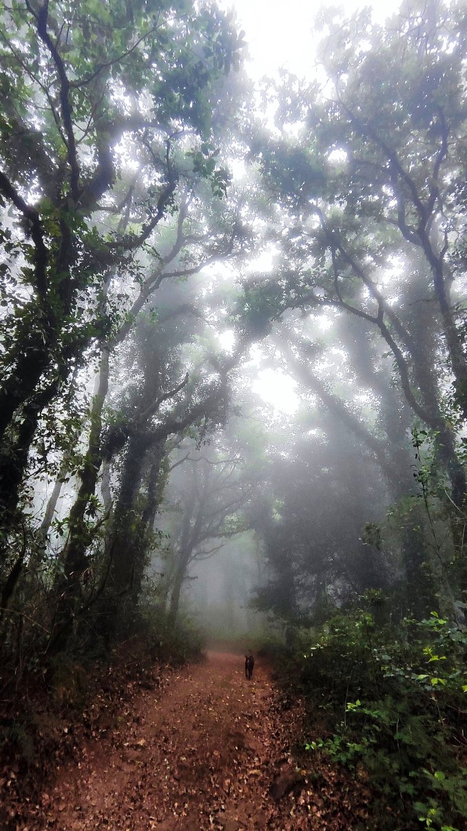bosque niebla bujeo 02