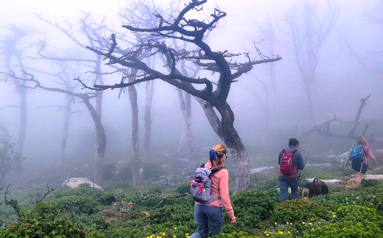 bosque niebla bujeo 03