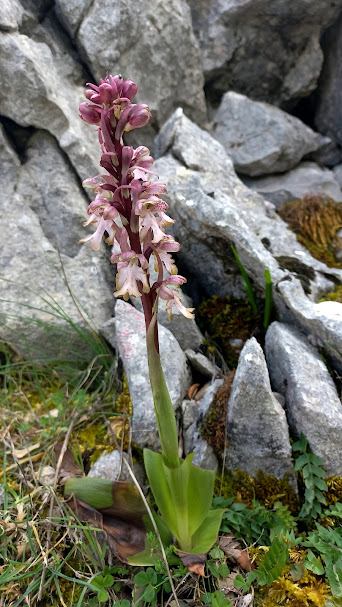 villaluenga queso 02