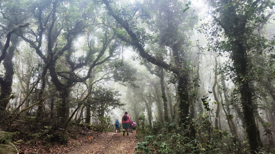 bosque_niebla_bujeo_01