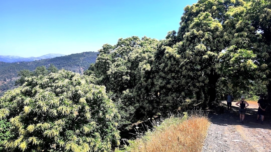 chestnut_blossom_weekend_01