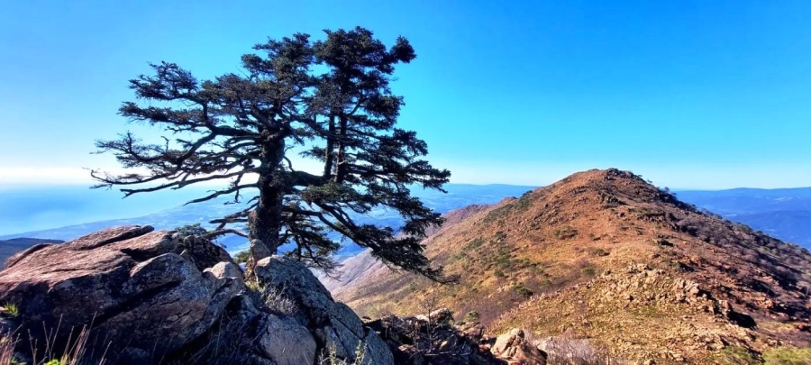 pico_reales_01