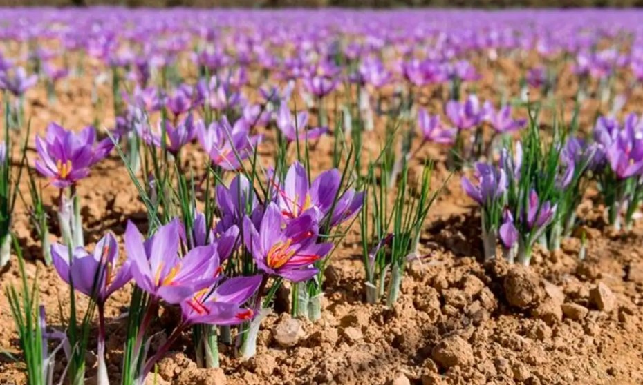 morocco 2023 saffron