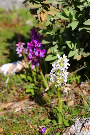 bandleros orchid