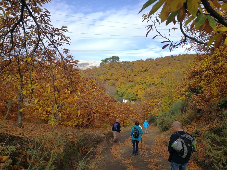 Bosques de cobre