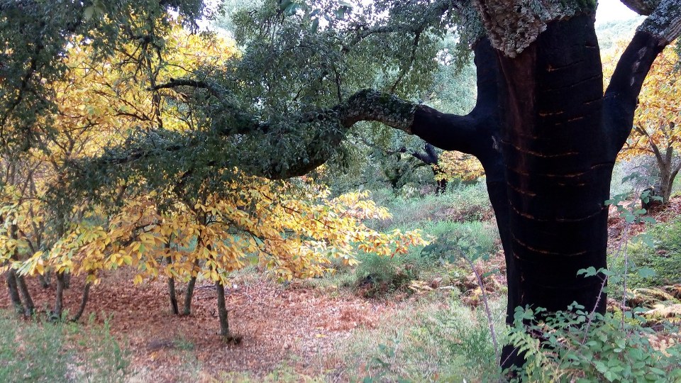 Gaucin Cork tree