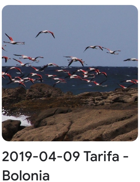 2019 04 09 Tarifa Bolonia