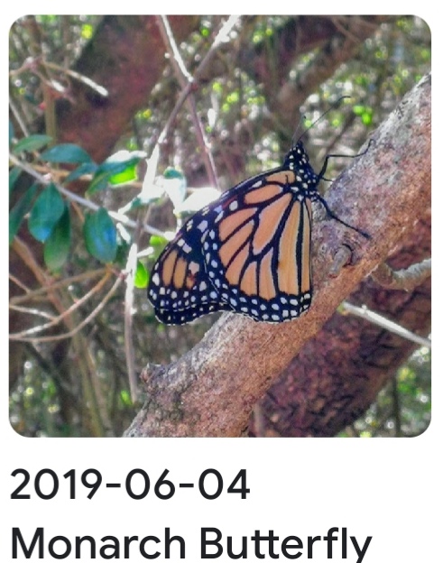 2019 06 04 monarch