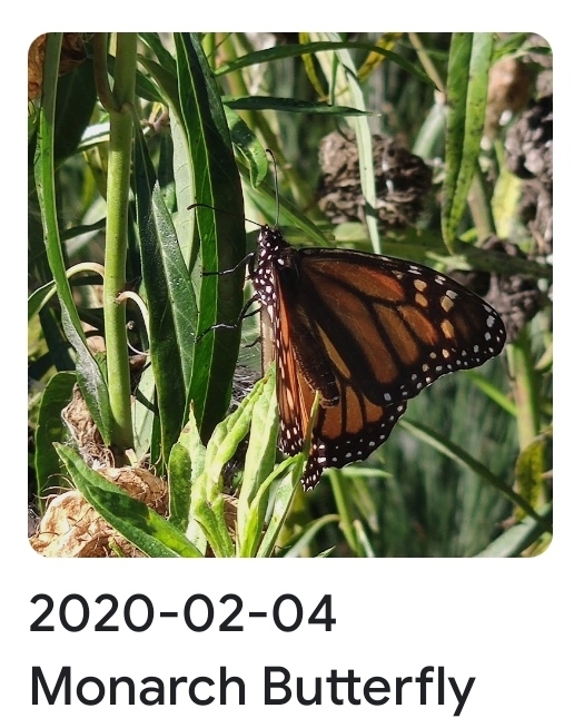 2020 02 04 monarch