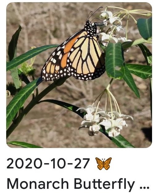 2020 10 27 monarch