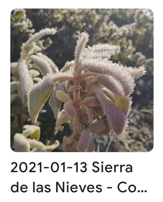 2021 01 13 sierra nieves