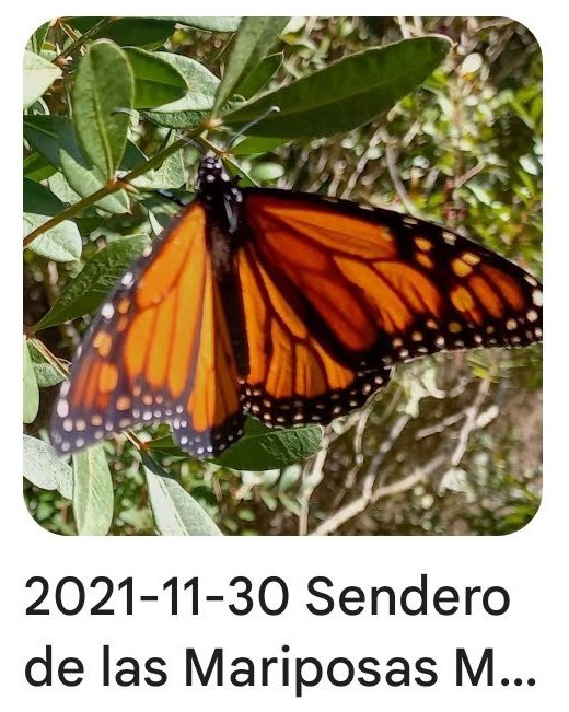 2021 11 30 mariposa monarca