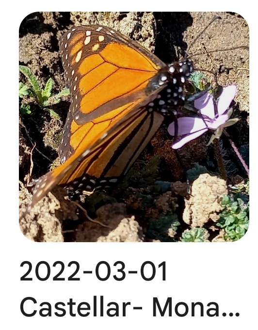 2022 03 01 monarch