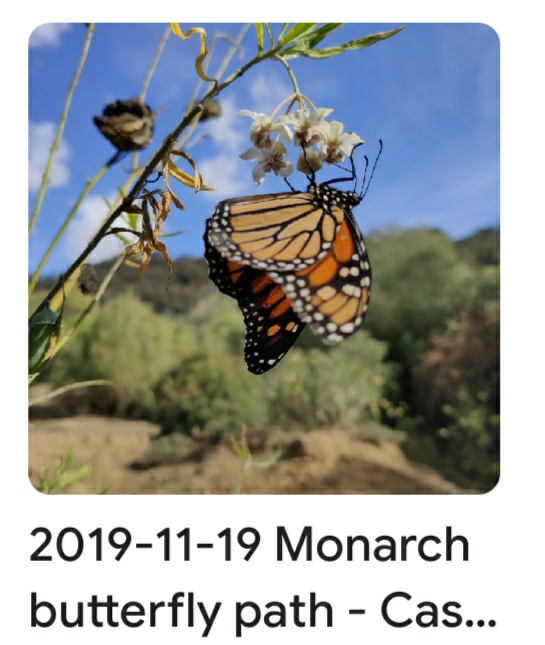 2919 11 19 monarch