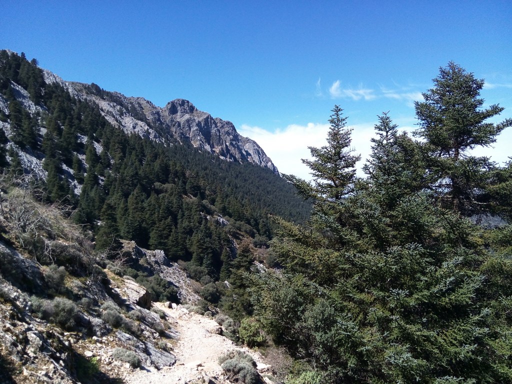 Grazalema Pinsapowald