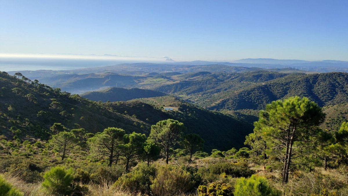 acedia pasada del pino 03