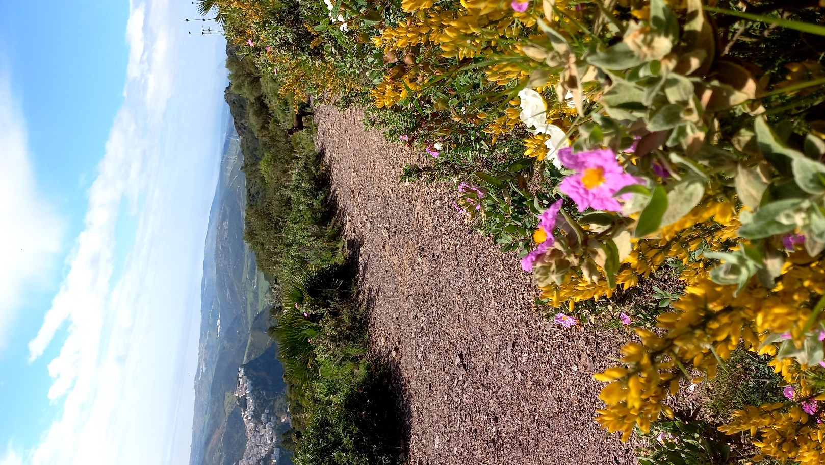 casares birdeye 03