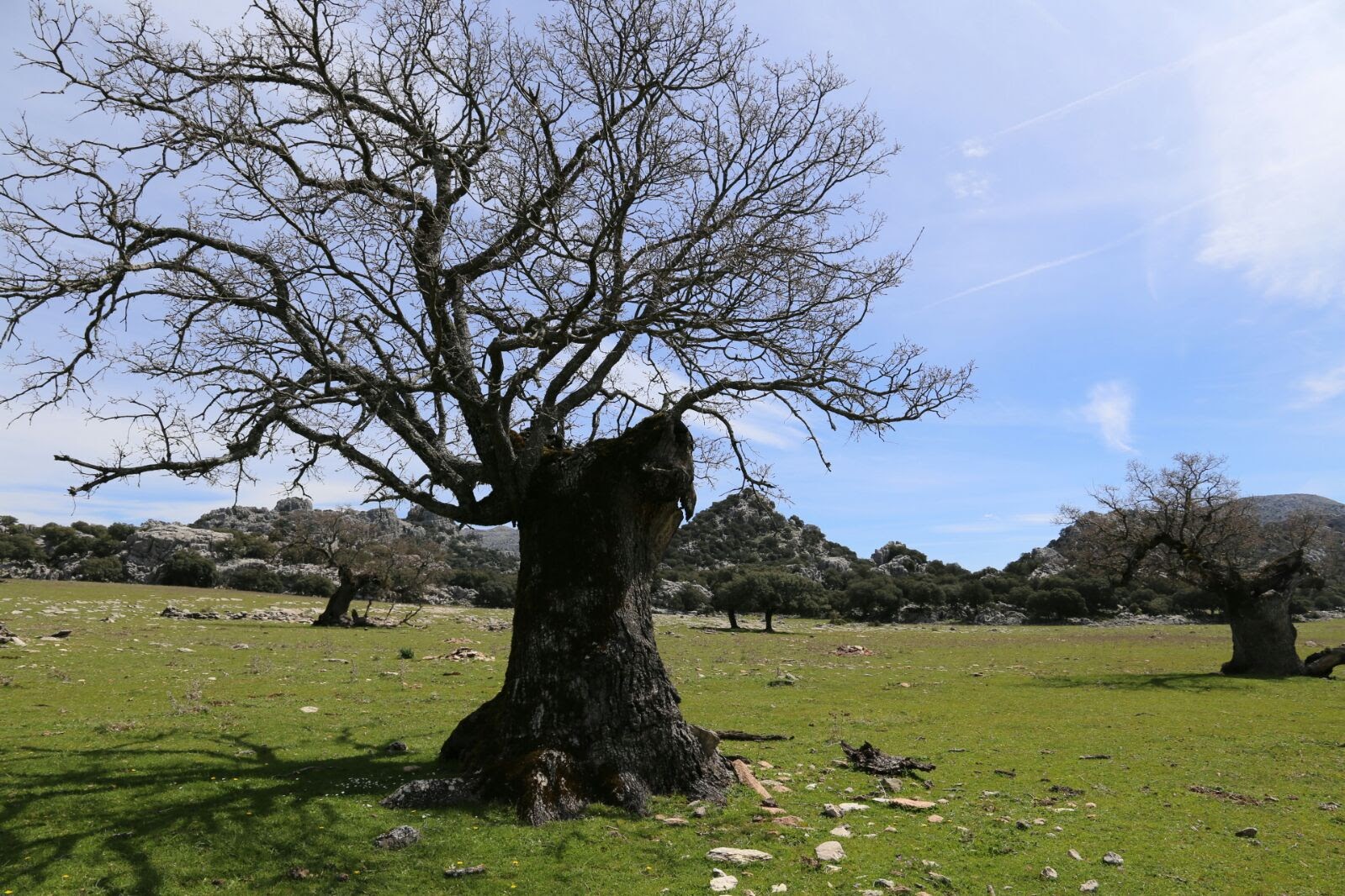 grazalema chaparra animas 02