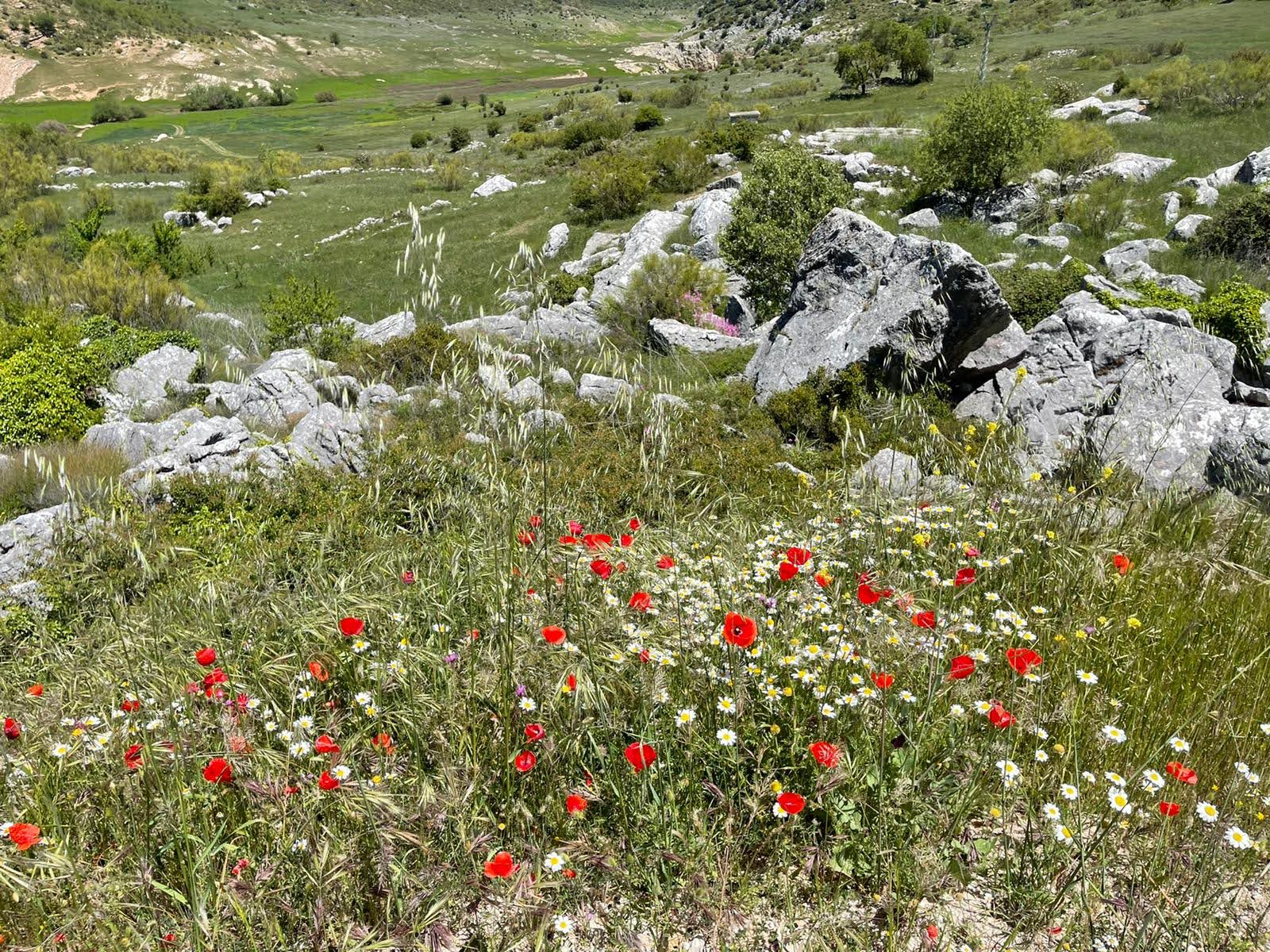 grazalema chaparra animas 03