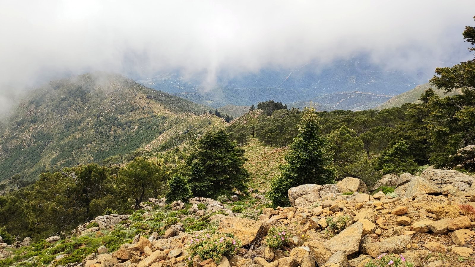 pico reales 03