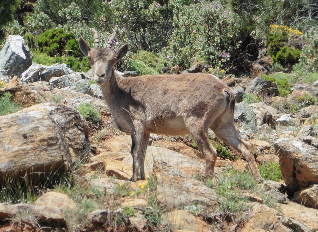 sierra bermeja mountain goat