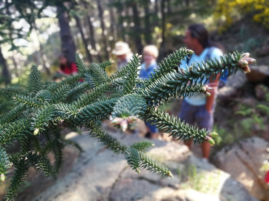 sierra bermeja pinsapo tree