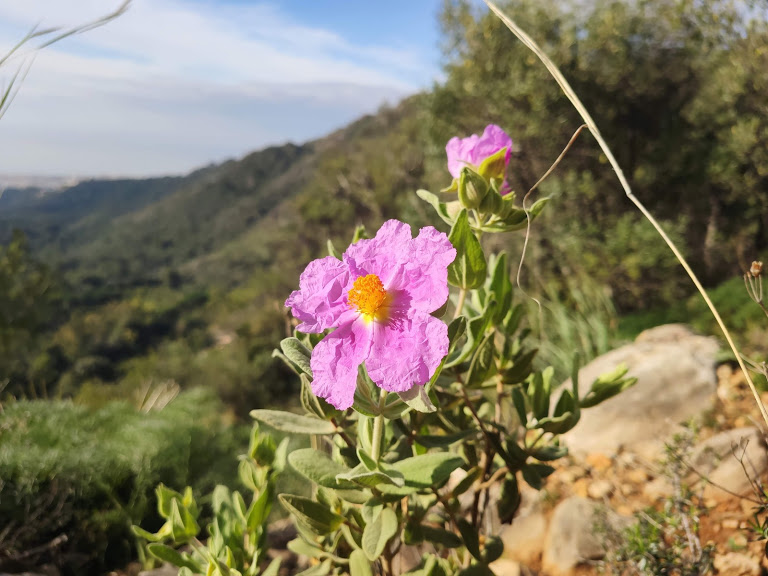 sierra blanca flor