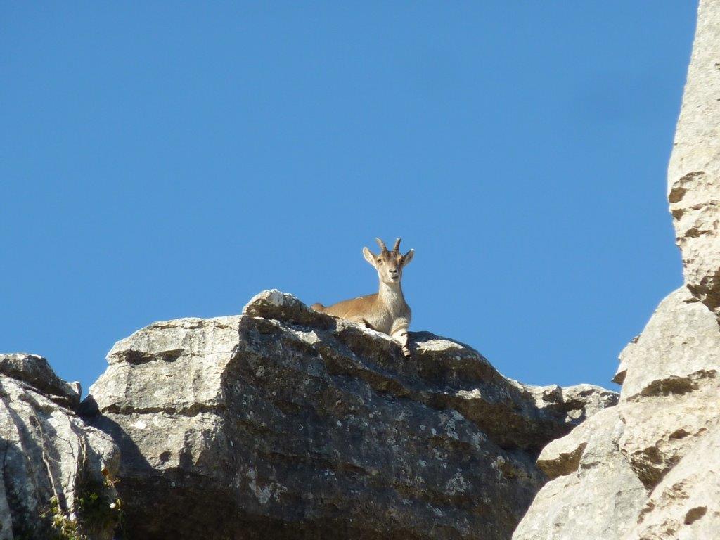 Mountian Goat