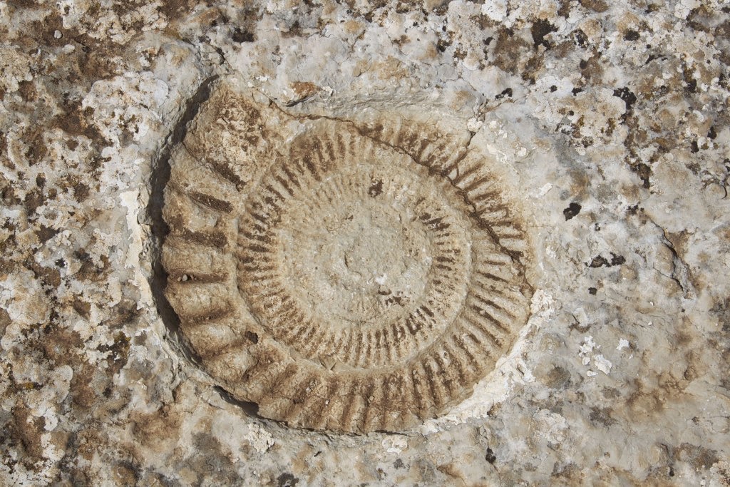 torcal ammonite
