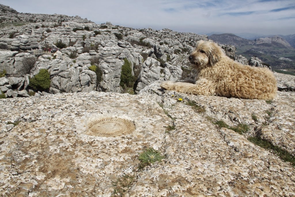 torcal ammonites 04