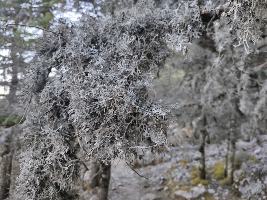 torrecilla animas