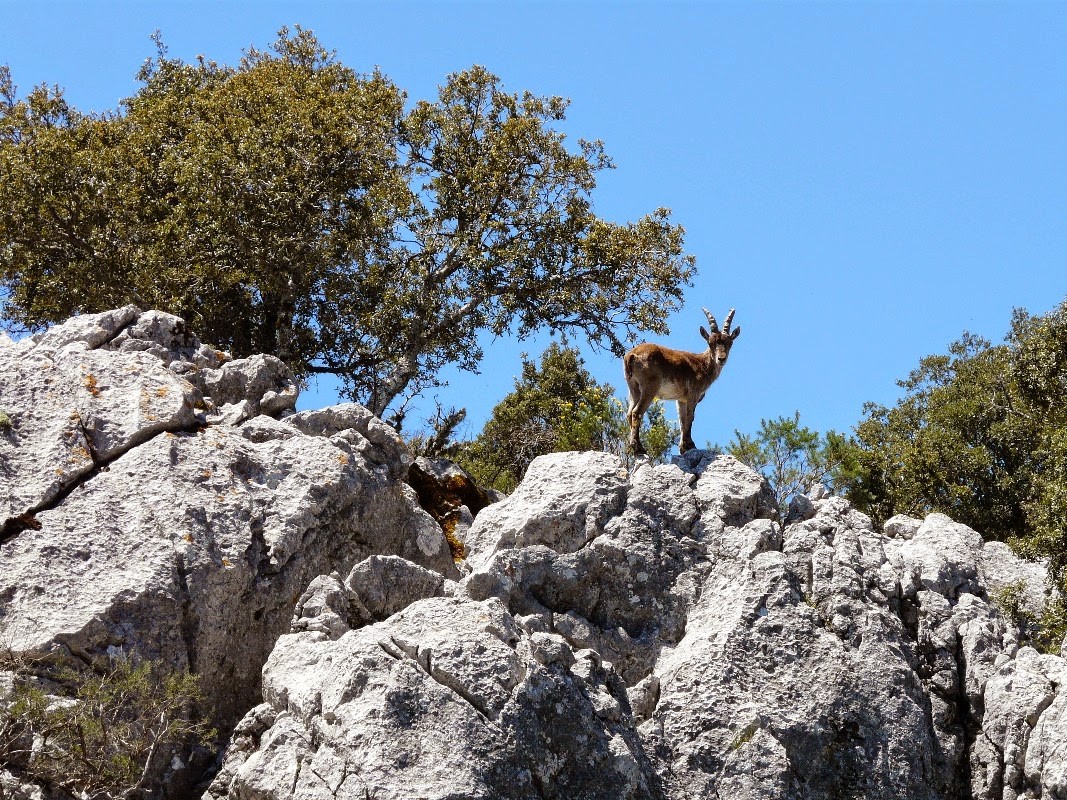 villaluenga navazo Bergziegen Grazalema Gebirge