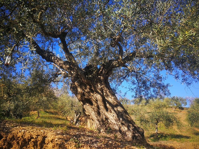 vinos aceites ronda olivo