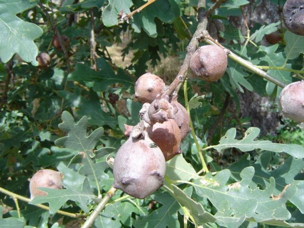 Agallas gallaepfel quercus pyrenaica