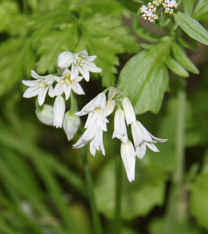 SUR-walks, hiking Andalucia - Allium triquetum