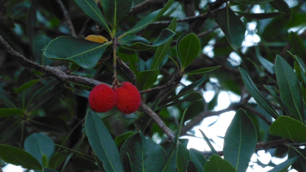 Arbutus unedo2