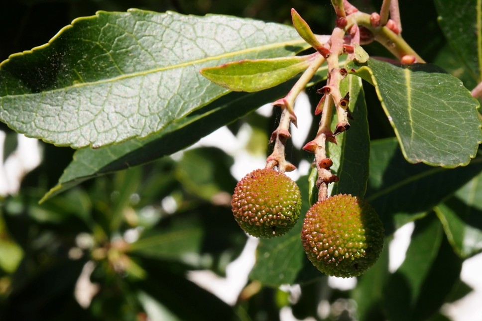 Arbutus unedo3