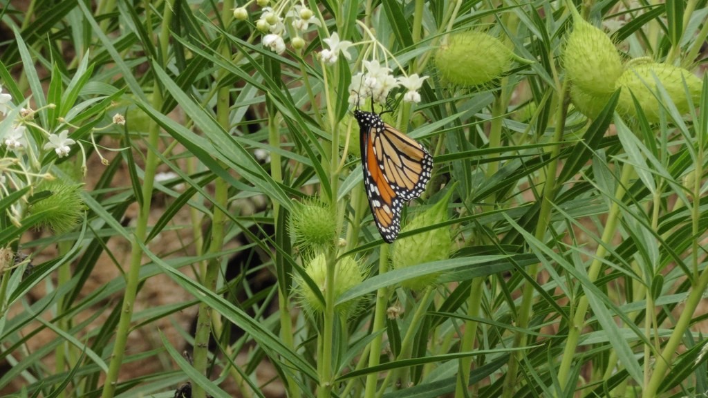 Asclepias fruticosa Danaus plexippus