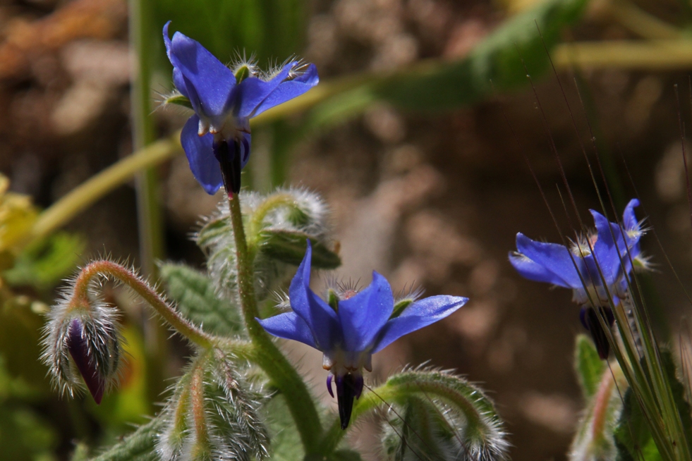 Borago officinalis 3