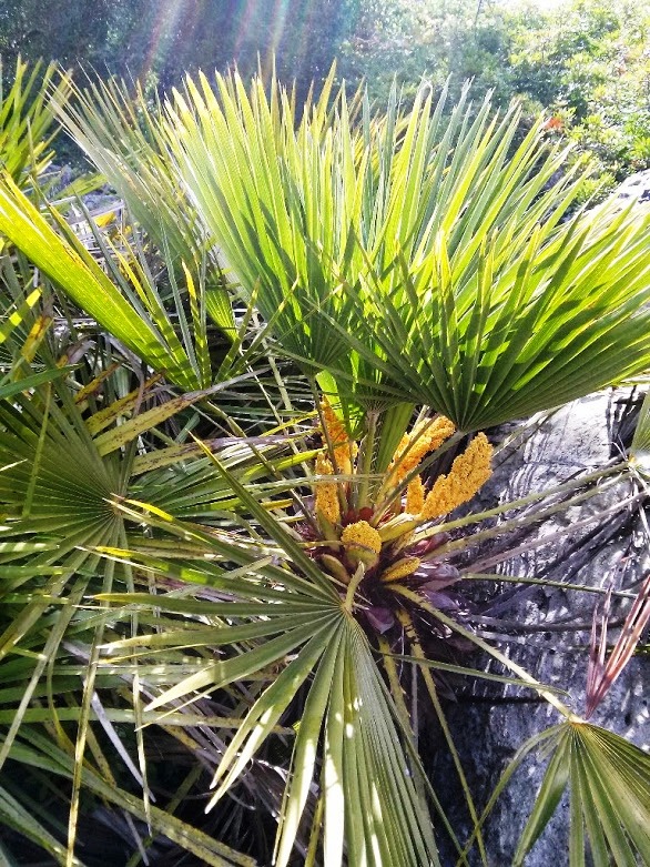 Chamaerops humilis