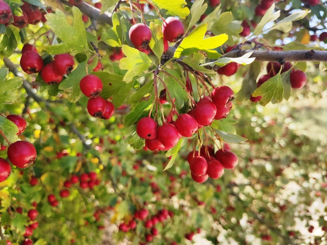 Crataegus monogyna