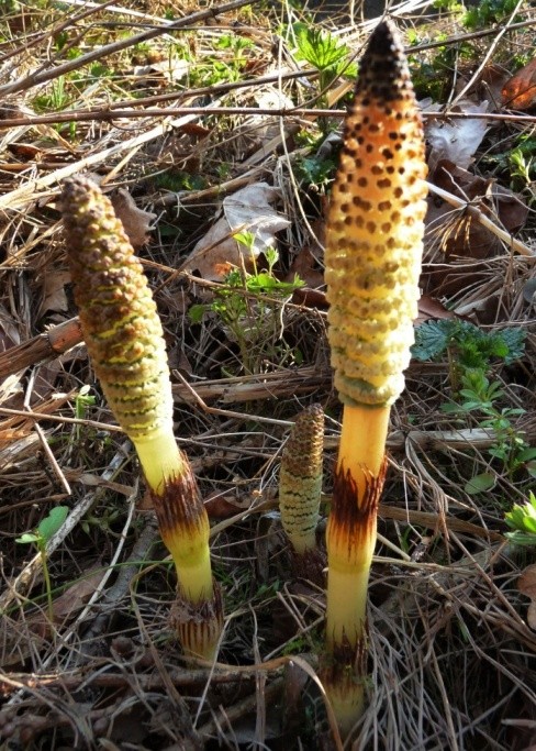 Equisetum telmateia2