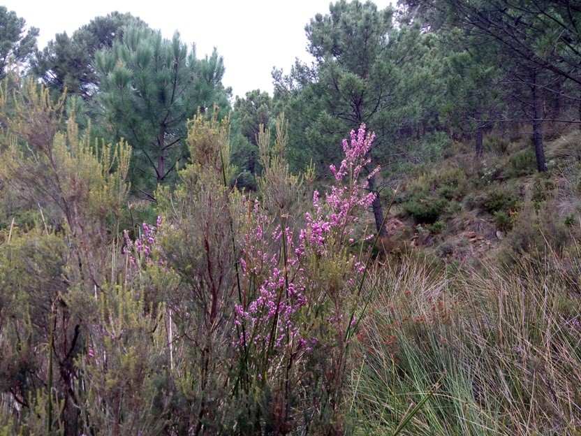 Erica australis