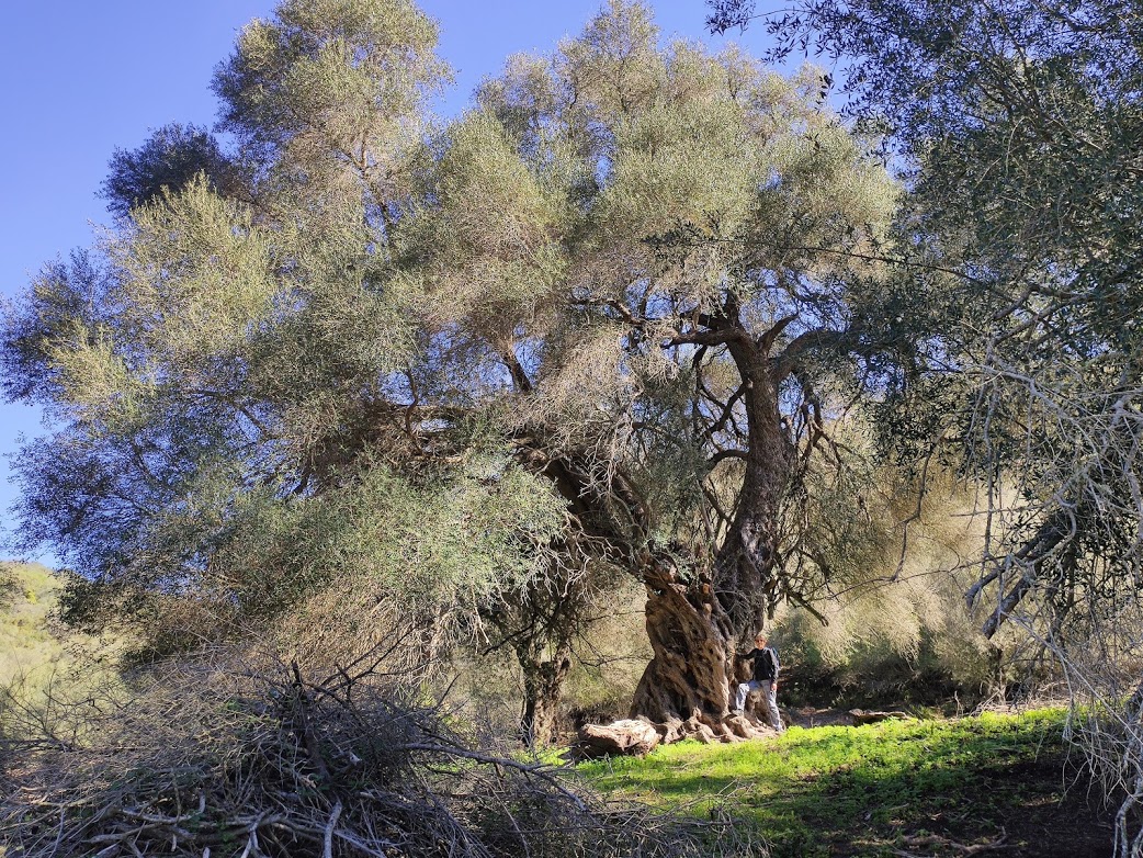 Olea europaea sylvestris