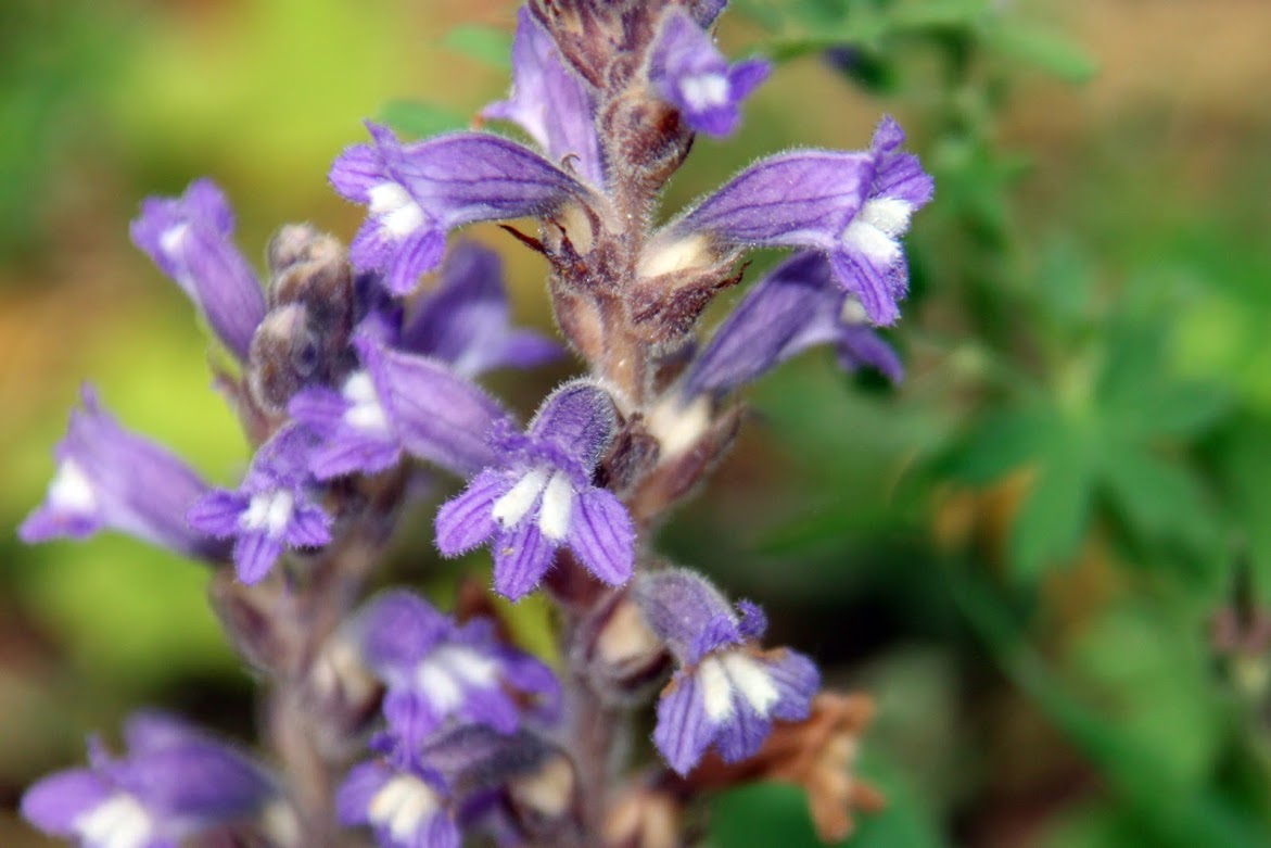 Orobanche reuteriana