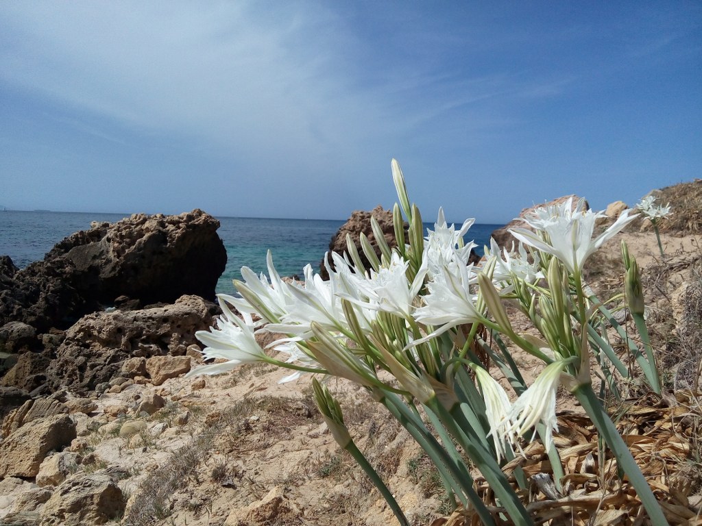 Pancratium maritimum Linnaeus2