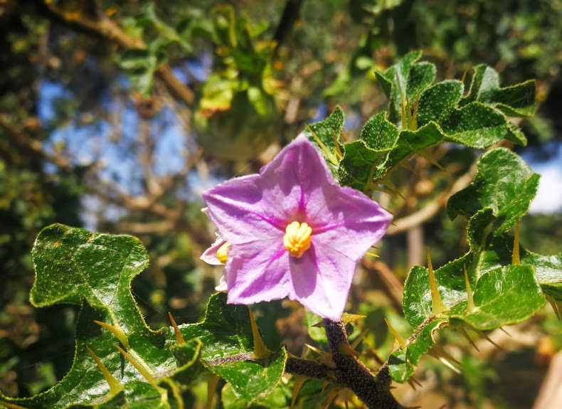 Solanum linnaeanum flor