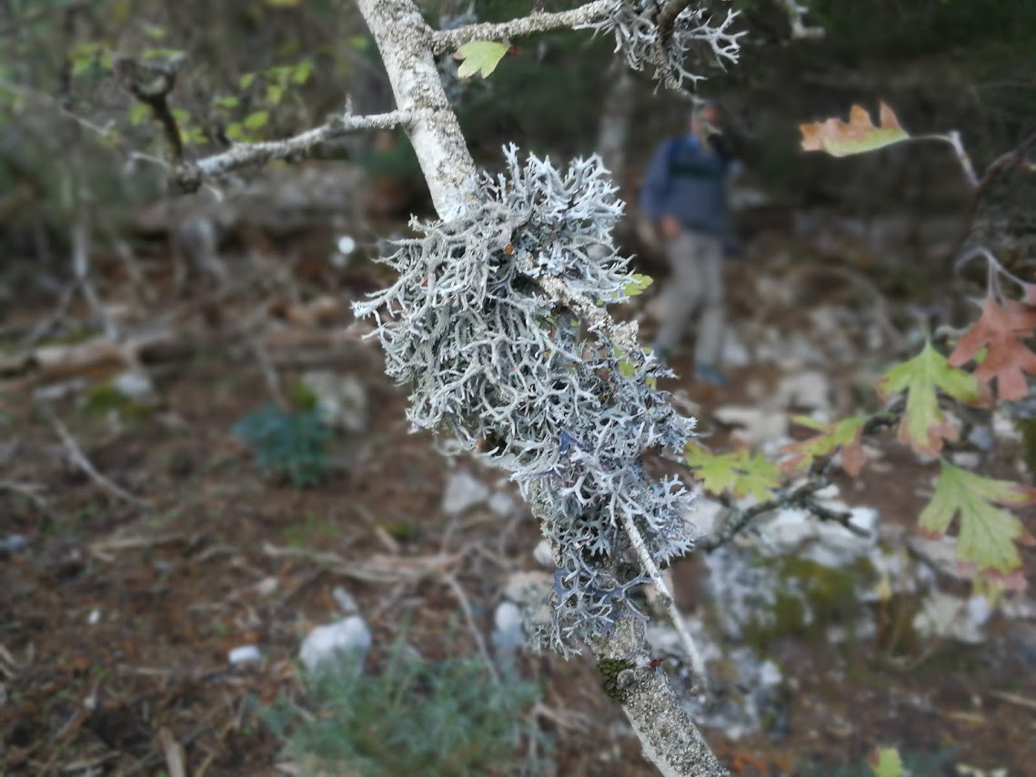 Usnea filipendula